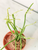 Pencil Cactus Kokedama