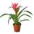 Bromeliad Guzmania 'Pink' 