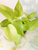 Pothos Neon Kokedama