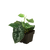 Pothos 'Satin'
