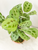 Prayer Plant Kokedama