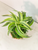 Dracaena Lemon Lime Kokedama