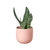 Planter