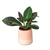 Gradient Cylinder Pot 