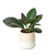 Gradient Cylinder Pot 