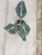 Alocasia Black Velvet House Plant Big Leaf Plant