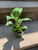 Philodendron Birkin House Plant Leafy House Plant