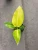 Philodendron Moon Light House Plant