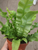 Japanese Asplenium Nidus Fern House Plant Air Purifying Plant