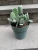 Large Cactus Bunny Ears Cactus 6 Inch Pot
