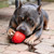 Rocketman Dog Toy - Durable Rubber Chew Toy & Treat Dispenser 
