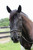 Henri de Rivel Pro Piaffe Mono Crown Bridle with Flash Noseband with Patent Leather and webbed rubber reins with leather stops
