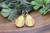 Softball Teardrop French Lever Earrings