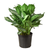 Chinese Evergreen 'Silver Bay' 