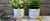 Planter A Light So Great To The World