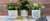 Planter The Lord Bless And Protect You