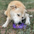Water Frog eTray - Shallow Slow Feeder Dog Bowl for Enrichment 