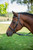 Henri de Rivel Clincher Bridle 
