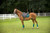 Henri De Rivel Jaipur Polo Saddle