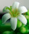 I Cellebrate Life Max - Antioxidant Cellular Boost + Adjunctive Lipoma Support*