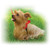 Freedom Harness