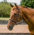 Henri de Rivel Kushy Raised Fancy Stitched Bridle