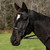 Henri de Rivel Pro Mono Crown Bridle with Padded Wide Noseband  with Laced Reins