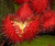 Achiote Powder - Urinary, Bladder & Probiotic Digestive Support* The Petz Kitchen