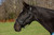Henri de Rivel Pro Fancy Padded Rolled Throat Triple Stitched Halter 