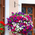 2Pcs Iron Plant Hanging Bracket Plant 
