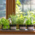 4Pcs Clear Glass Plant Watering Globes Iridescent Rainbow 