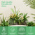 4Pcs Clear Glass Plant Watering Globes Iridescent Rainbow 