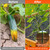 Cucumber Trellis for Raised Bed 