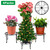 4Packs Iron Plotted Plant 