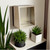 14" Champagne Solid Wood Framed Accent Mirror