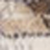 Medallion Area Rug