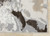 Taupe Abstract Area Rug