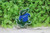 Florida Gators Badge Reel