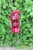 Floral Dr Pepper Strawberry Badge/ID Holder Reel