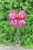Nurse CNA Doctor Pink Bow Badge Reel