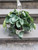 Large Watermelon Peperomia Hanging Planter 6 Inch House Plant