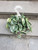 Large Watermelon Peperomia Hanging Planter 6 Inch House Plant