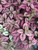 Hypoestes Phyllostachya 'Polka Dot Plant' Terrarium Plant, Fairy Garden Plant