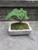 Bonsai Tree House Plant Cement Planter Bonsai Garden