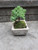 Bonsai Tree House Plant Cement Planter Bonsai Garden
