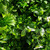 Artificial Vertical Garden 40" x 40"