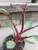 Burgundy Pink Princess Philodendron Ppp Plant Pink Plant Variegated House Plant