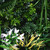 Artificial Green Wall 40" x 40"