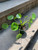 Chinese Money Plant Ufo Plant Pilea Peperomioides Lefsi Plant House Plant