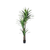 Artificial Yucca In Cylindrical Black Cement Pot